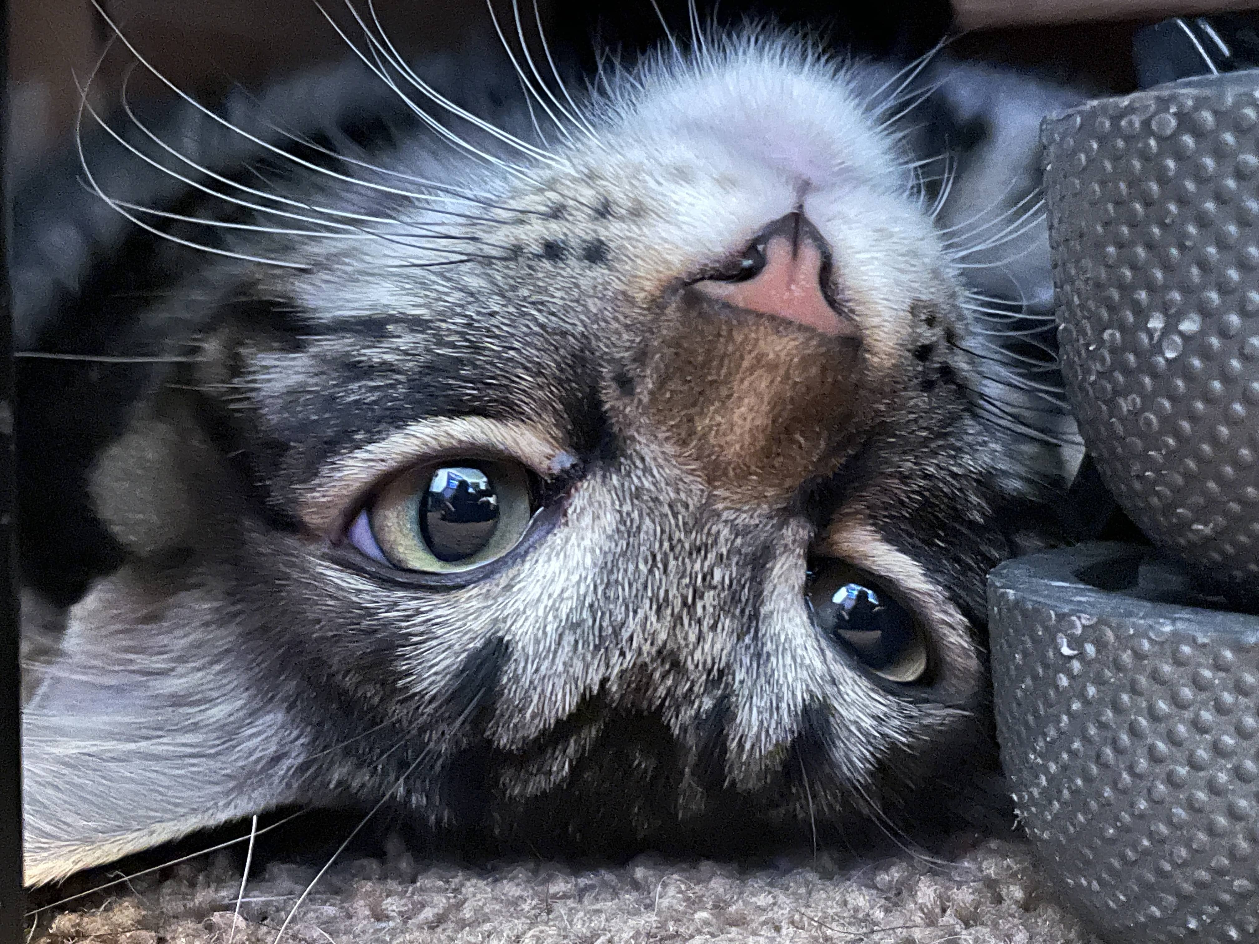 kittyyyy